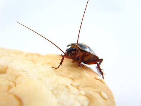 Palmetto Roach chowing down on your sandwich