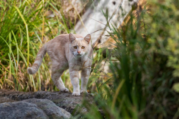 istock Feral cat in autumn 1350885248