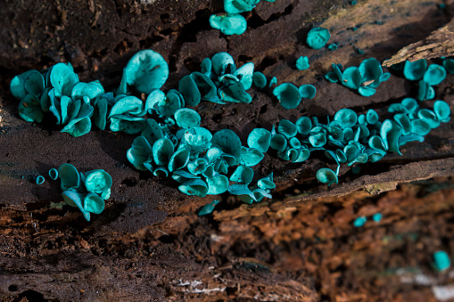 green elfcup or the green wood cup - Chlorociboria aeruginascens