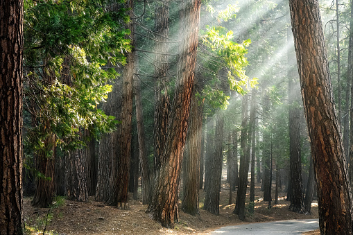 Sunlight though a ponderosa pine forest, Wawona. Early morning light in Yosemite National Park, California