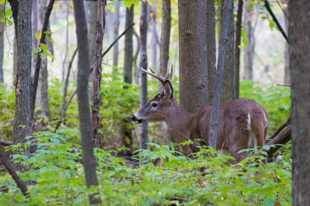 istock white tailed deer in autumn 1350885710