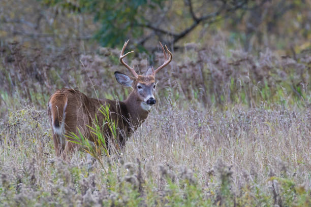 istock white tailed deer in autumn 1350885954