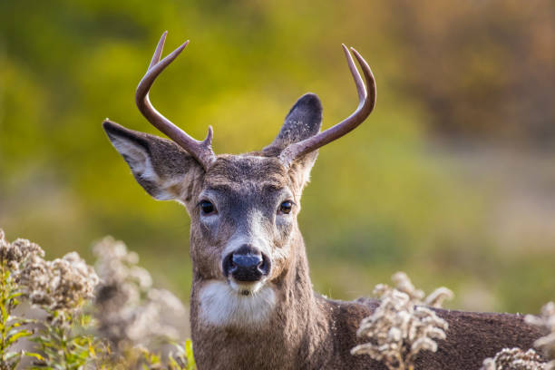 white tailed deer in autumn Male white tailed deer in autumn white tail deer stock pictures, royalty-free photos & images