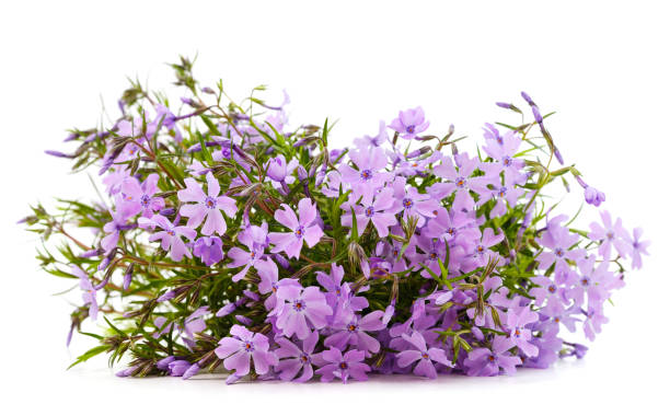 istock Beautiful violet flowers. 1350890813
