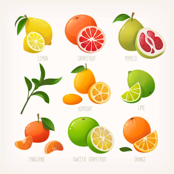 Collection of colourful illustrations of citrus fruit. Whole fruit with a slice. Collection of colourful illustrations of citrus fruit. Whole fruit with a slice. Common organic products at winter markets. Isolated vector images with names . kumquat stock illustrations