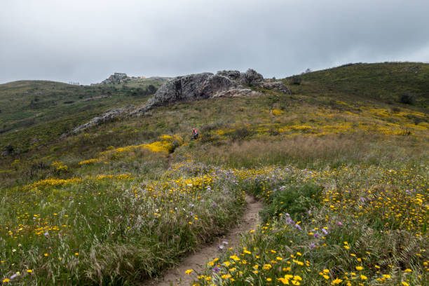 Single woman mountain bike rider in Serra de Sintra Portugal Single woman female  mountain bike rider on Donkey / Burros trail in spring flower covered hillside leading down toward Guincho beach in Serra de Sintra in Portugal serra de sintra stock pictures, royalty-free photos & images