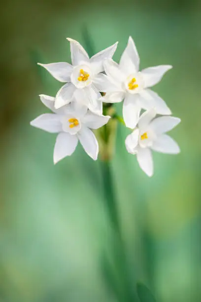 White springtime flowers called Paperwhite narcissus.