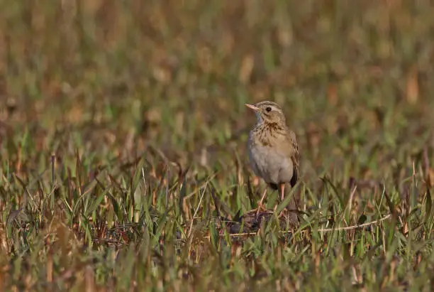 Richard's Pipit (Anthus richardi) adult standing on cattle dropping"n"nArunachal Pradesh, India     January