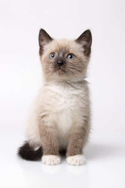 Portrait of small snowshoe Siamese cat on a white background Portrait of small snowshoe Siamese cat on a white background siamese cat stock pictures, royalty-free photos & images