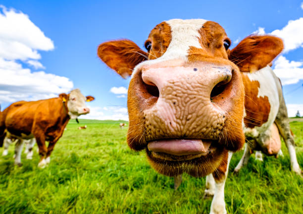 vaca em um prado - animal nose - fotografias e filmes do acervo