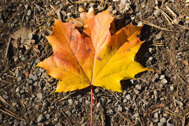 istock Colored leaves on a tree in Liechtenstein 1350896714