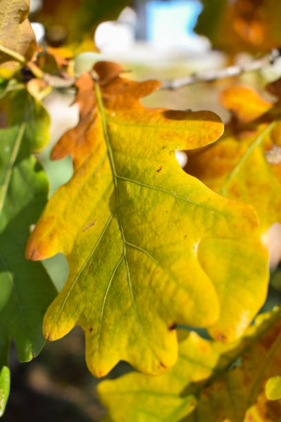 istock Colored leaves on a tree in Liechtenstein 1350896816