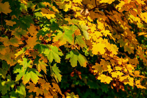 istock Maple tree with colorful leaf in nice sunny autumn day. 1350897925