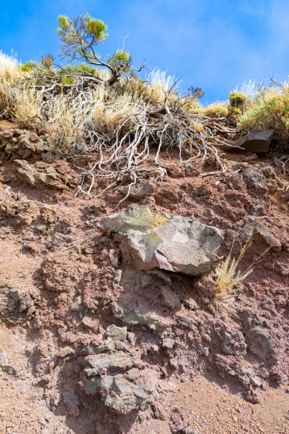 istock Teide's National Park, Volcanic Bombs embeded in Lapilli slopes.  Multicolors Volcanic Rocks. Tenerife, Canary Islands 1350898415
