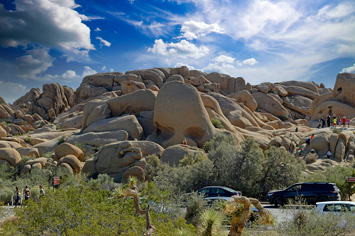 This is a color photograph of a flowering Joshua tree in the Mojave Desert at the national park in California during springtime.