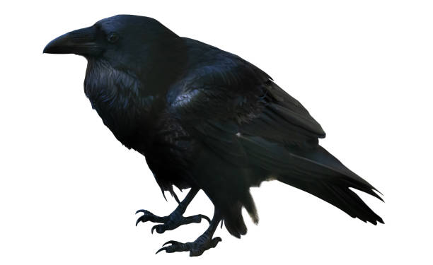 istock single black raven isolated on white 1350898724