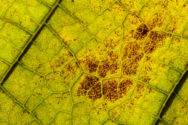 istock leaf veins and cells structure on dry autumn leaf 1350898727