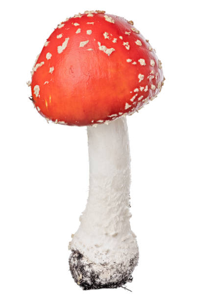 istock small highly poisonous red fly agaric mushroom on white 1350898769