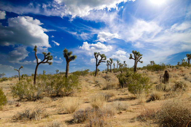 Joshua Tree National Park, California