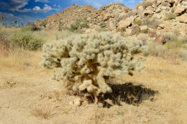 istock Jumping Cholla in Joshua Tree National Park, California 1350900020