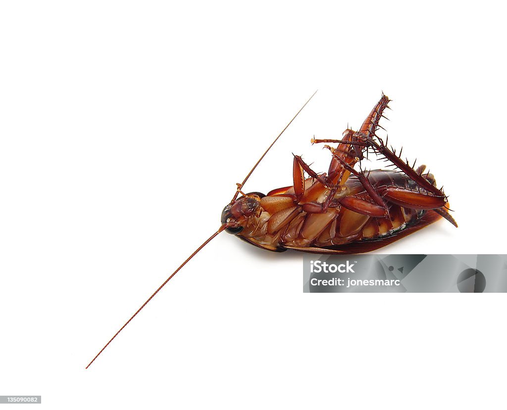 Dead Roach - Foto de stock de Barata royalty-free