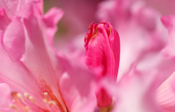 Rhododendron Gros plan de bouton de rose - Photo