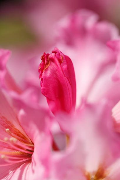 Rododendro Rosa Bud primo piano - foto stock