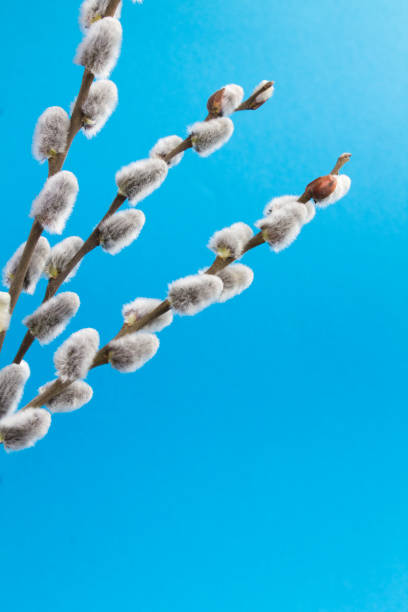 istock Willow flowers on the blue background. Copy space. Close-up. 1350901745