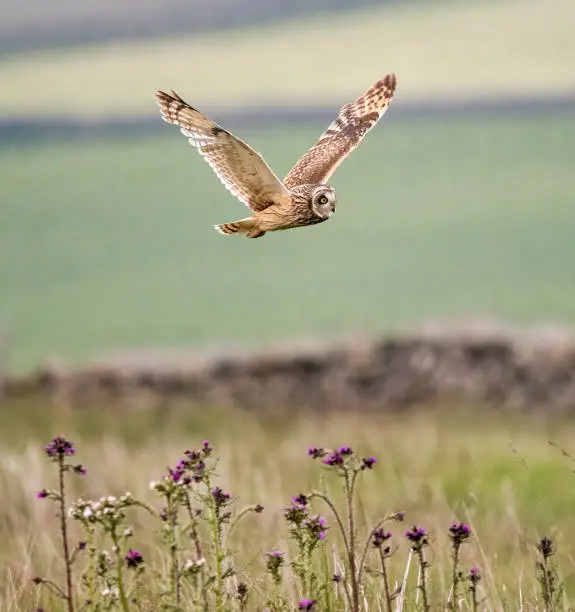 Photo of Short eared Owl