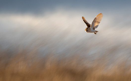 Flight view of  a Barn Owl over a field