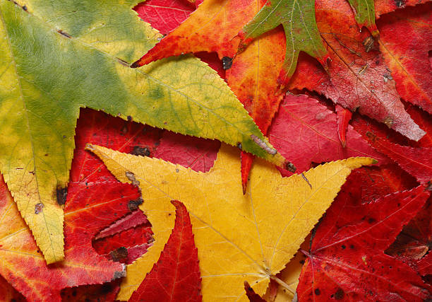 Maple folhas caídas Backgroung - foto de acervo