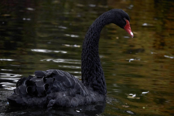 istock Beautiful black swans in the pond. 1350902174