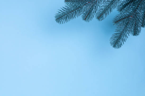 istock Branches of a Christmas tree on a blue background. The basis for the postcard. 1350902408