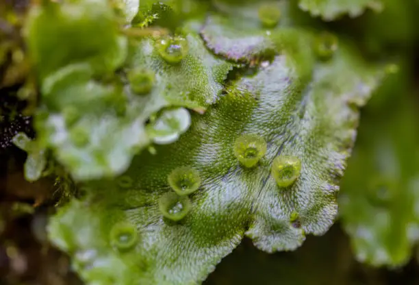Marchantia, a species in the genus of liverworts moss