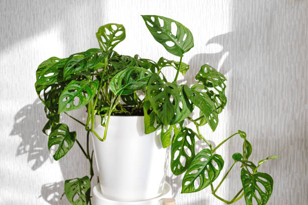 istock Monstera Monkey Mask or Obliqua or Adansonii stands on a white pedestal on a light background 1350903952