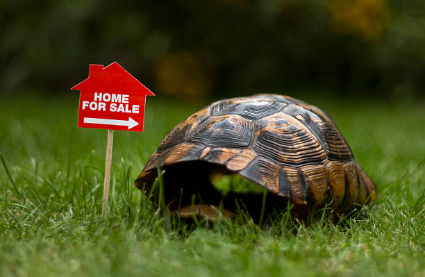 istock Vacant tortoise shell with home for sale sign 135090396