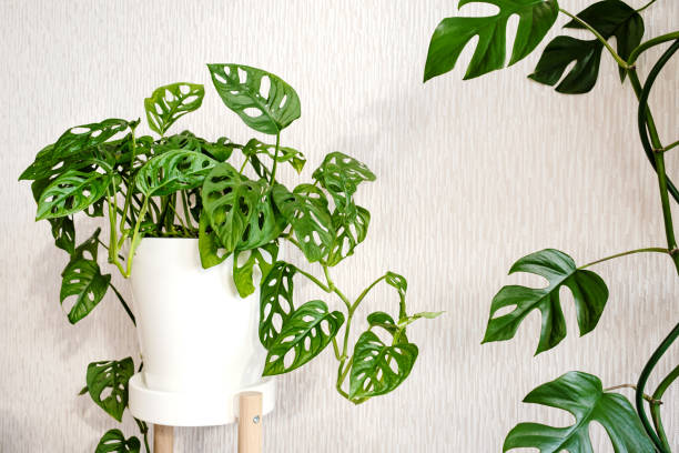 istock Monstera Monkey Mask or Obliqua or Adansonii stands on a white pedestal on a light background 1350903960