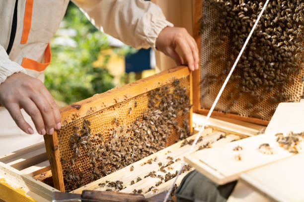 istock Caucasian female beekeeper inspecting honeycomb frame from beehive on mountains background. Happy Woman Beekeeper harvesting honey, work with bees in apiary. Honey making, small business, hobby 1350904058