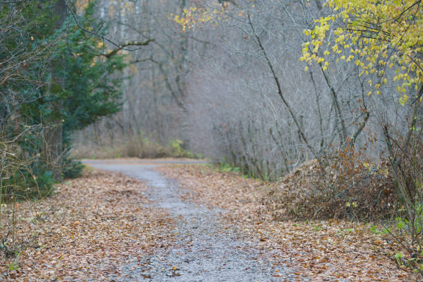 istock Autumn footpath in the Moscow park 1350904888