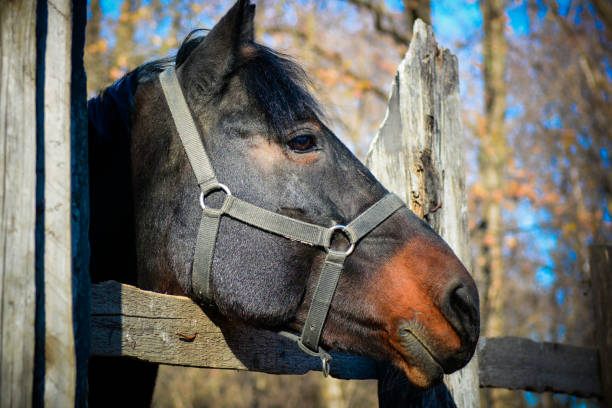 istock A horse locked in captivity. 1350905179