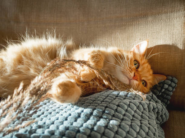 istock Cute ginger cat lying on pillow. Fluffy pet is playing with dried grass. Cozy home lit with sun. 1350905324