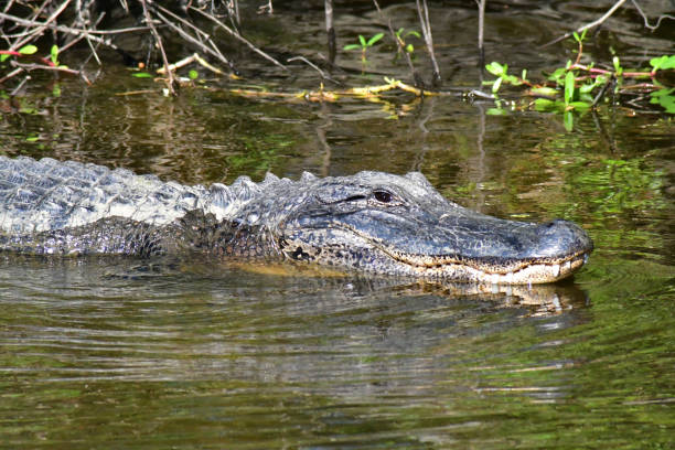 istock Alligator resting on swamp water 1350909615