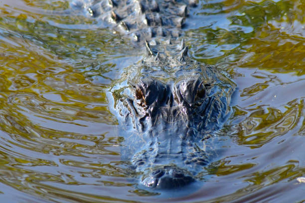 Predatory, close portrait of a black caiman in the Brazilian Amazons - Brazil