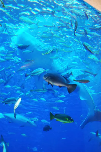 Whale shark in the aquarium of Atlantis the Palm hotel, Dubai, UAE