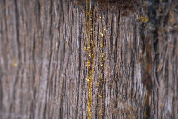 смола, вытекающая из коры кипариса - cypress tree bark tree wood стоковые фото и изображения