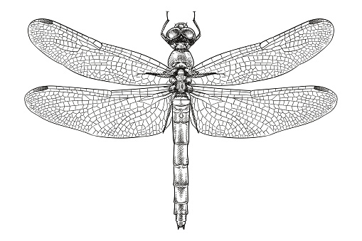 Vector old style illustration of a dragonfly. Top view.