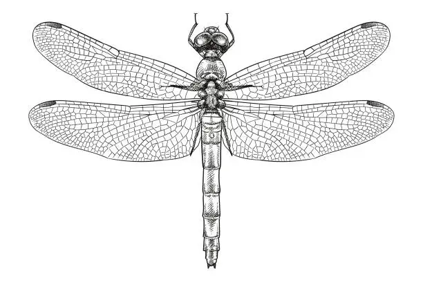 Vector illustration of Drawing of a dragonfly