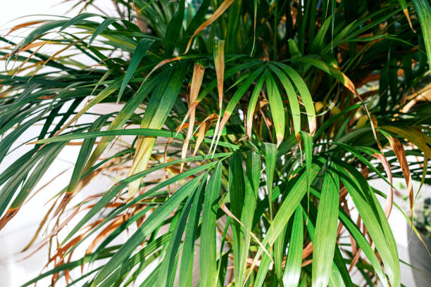 istock Selective focus Green leaves of palm Chrysalidocarpus. Exotic plant. Floral pattern. 1350912772