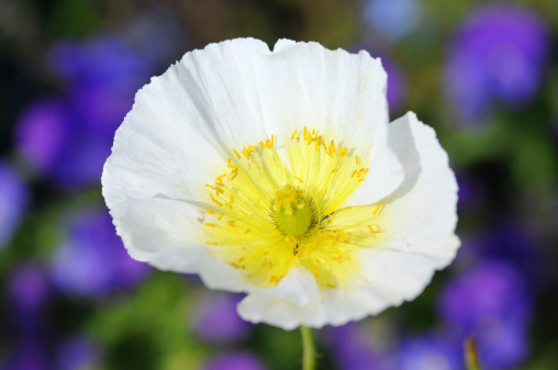 white poppy with blue flower background