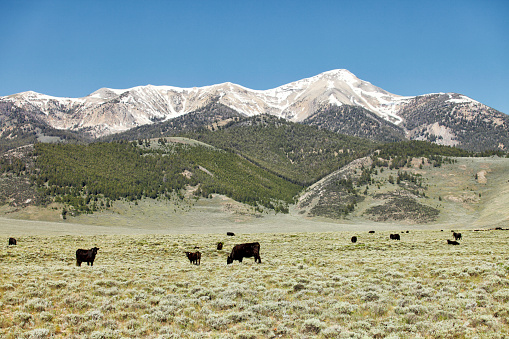 Black angus cattle grazing on leased national forest land in the mountains of Idaho.